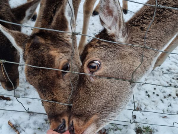 Wildtiere bei der Fütterung im verschneiten Winterwald